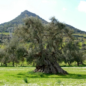 Villamassargia, ulivo secolare